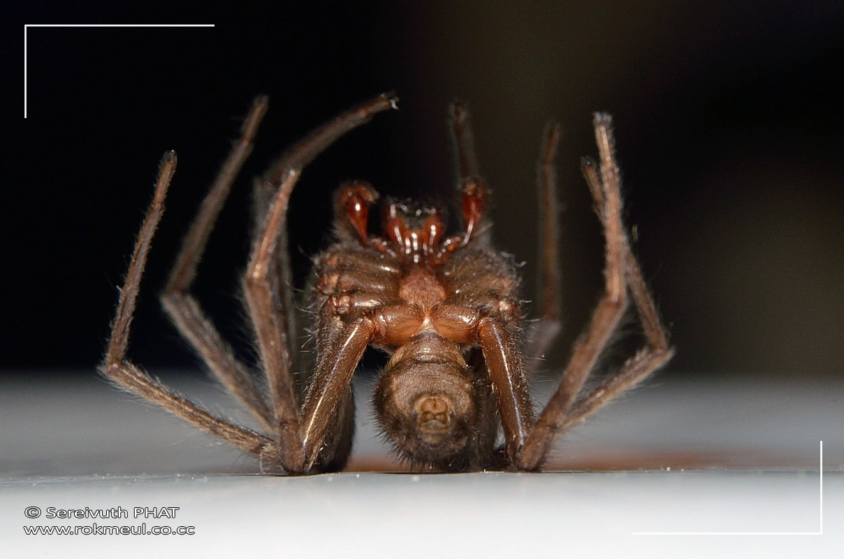 Macro photo by using extension tube