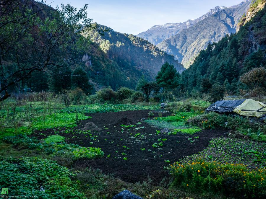 The village’s vegetable garden