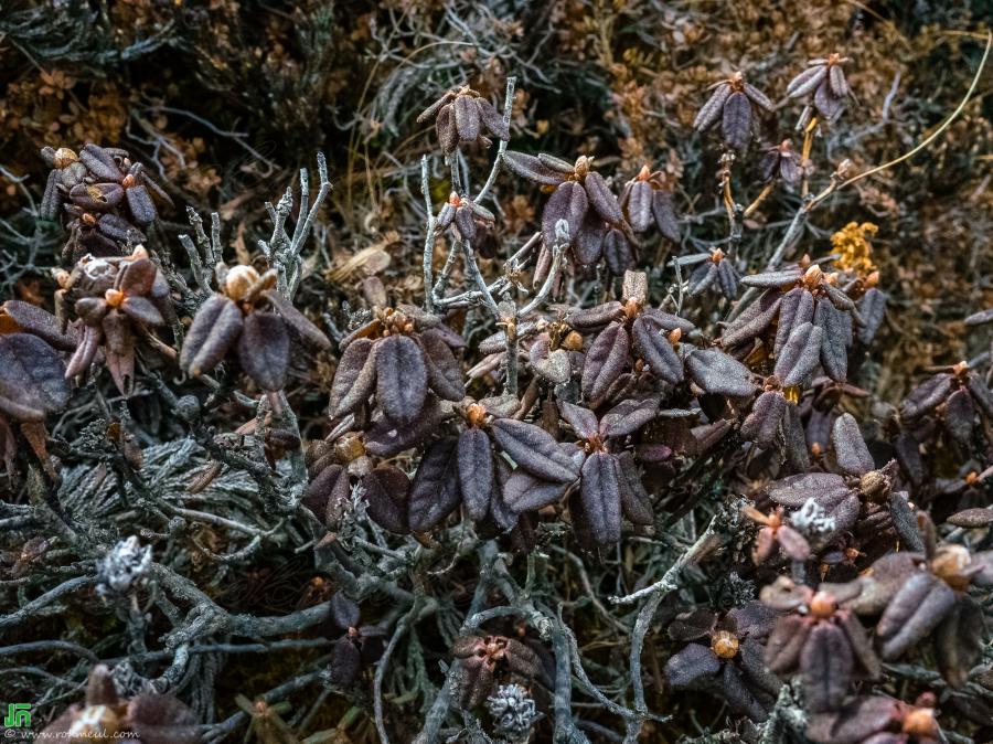 Some little-known plants found on the way from Gokyo to Dole.